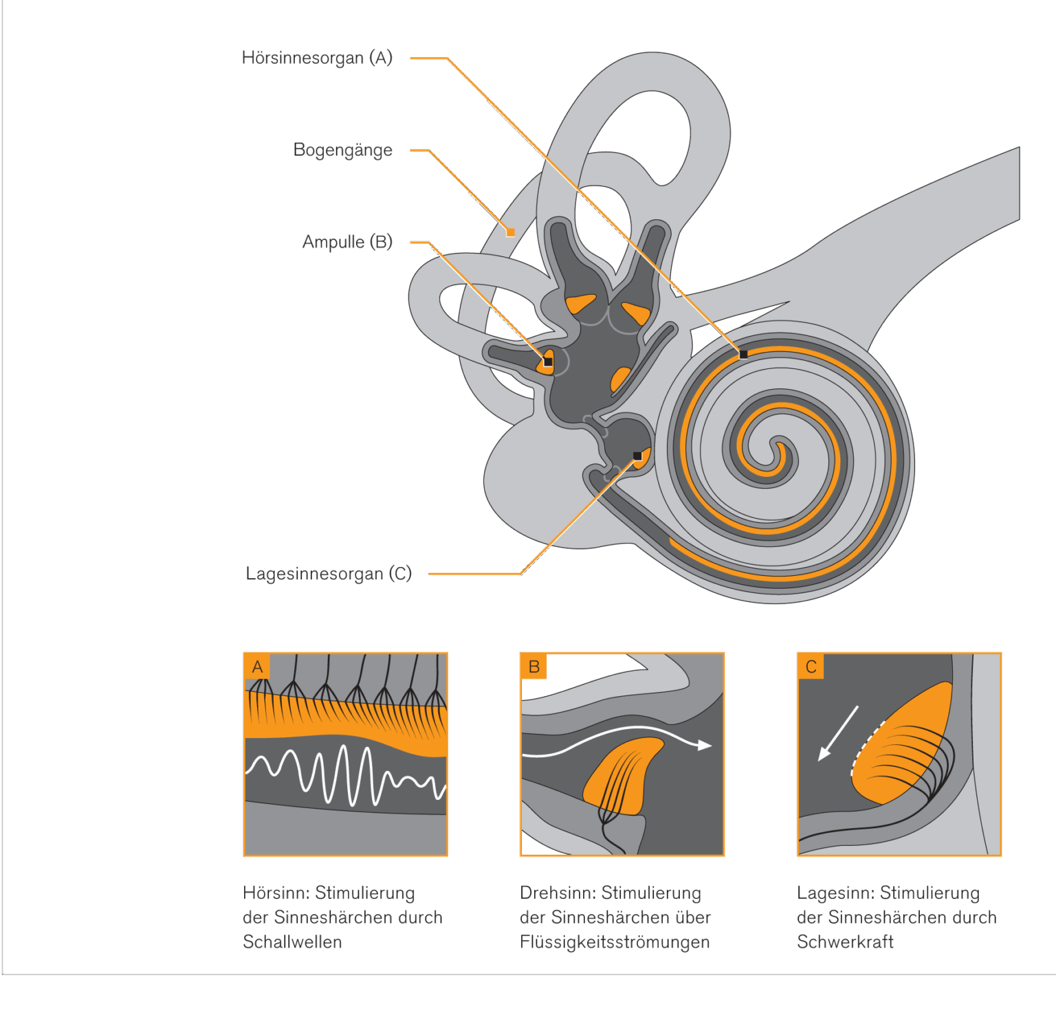 Darstellung der Gleichgewichtsorgane Innenohr, Medizinische Darstellung