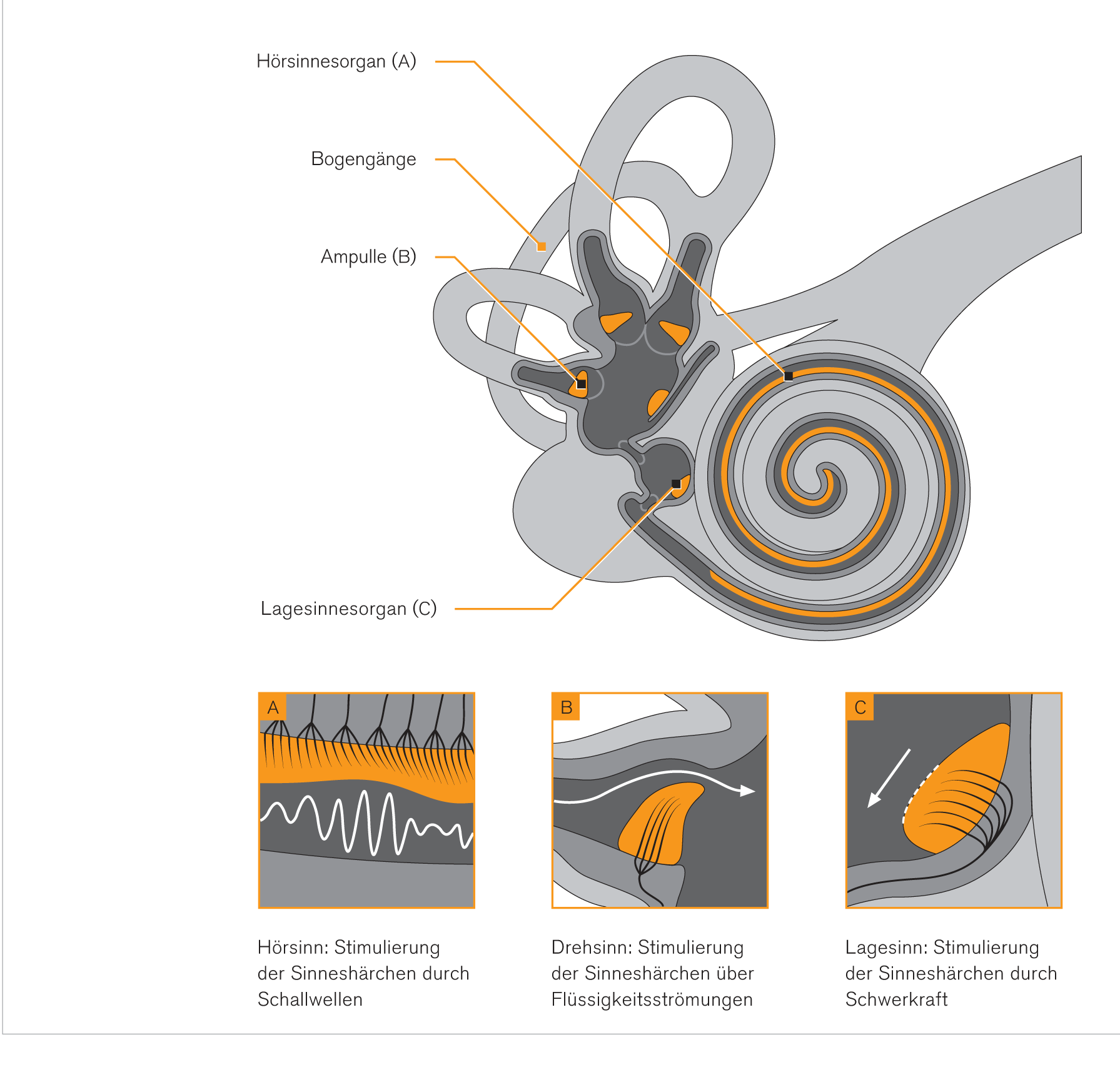 Infografiken ATPL Pilotenausbildung